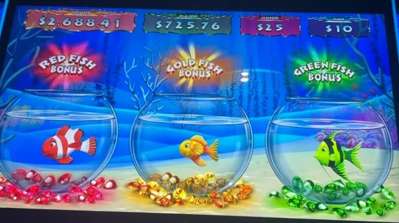 Gold Fish Feeding Time